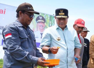 Ikut Tanam dan Panen Cabai di Wajo, Kapolda Tegaskan Dukung Program Pemprov Sulsel