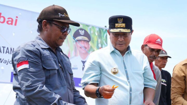 Ikut Tanam dan Panen Cabai di Wajo, Kapolda Tegaskan Dukung Program Pemprov Sulsel Pemprov Sulsel