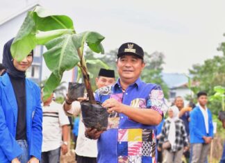 Hasil Menggiurkan, Mahasiswa Unismuh Semangat Tanam Pisang Cavendish