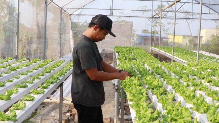 Program Kementan Memudahkan Akses Usaha Petani Muda Hidroponik Asal Maros Kementan