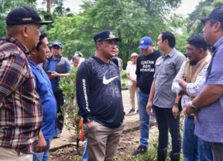 Mahasiswa Unsulbar Berkontribusi Tanam Sukun di Kawasan Pengembangan Peternakan Pucak Maros