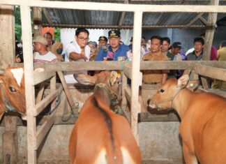 Limbah Pisang Cavendish Jadi Alternatif Pakan Ternak, Pemprov Sulsel Dorong Inseminasi Buatan
