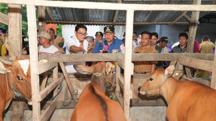 Limbah Pisang Cavendish Jadi Alternatif Pakan Ternak, Pemprov Sulsel Dorong Inseminasi Buatan Pemprov Sulsel