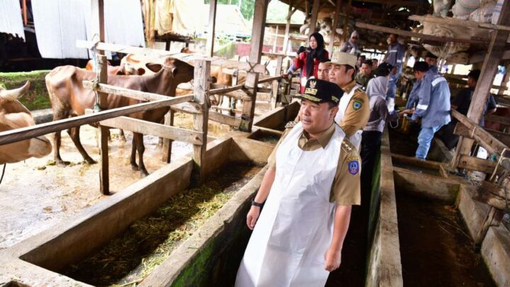 Tingkatkan Populasi, 45 Sapi Lokal Diinseminasi Gunakan Sperma Simental dan Limosine Pemprov Sulsel