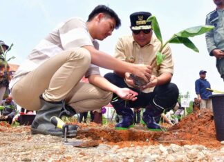 Menanam Bersama Pj Gubernur Sulsel, Petani Milenial Ikut Galakkan Budidaya Cavendish
