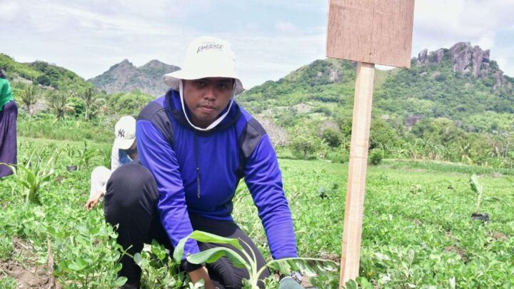 Kreativitas Petani Desa Buae Sidrap, Tanam Pisang Cavendish Tumpang Sari dengan Kacang Tanah Pemprov Sulsel