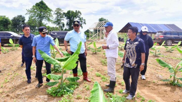 Ditanam Tiga Bulan Lalu, Pohon Pisang Cavendish di Bone Kini Setinggi Pinggang Orang Dewasa Pemprov Sulsel