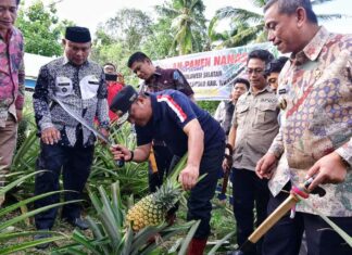 Pj Gubernur Sulsel Bakal Jadikan Desa Palippu Sebagai Percontohan Pengembangan Nanas