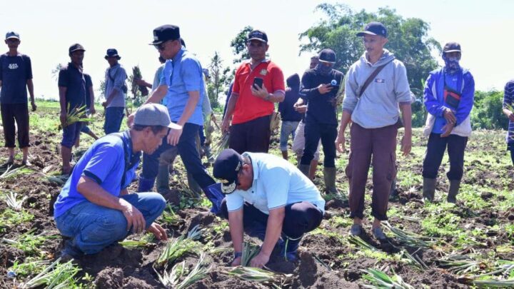 Ribuan Hektar Lahan Nganggur di Desa Mabbiring, Pemprov Sulsel Beri Bantuan Bibit Nangka dan Nanas Pemprov Sulsel