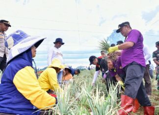 Petani Bawang Enrekang Antusias Bertemu Pj Gubernur Sulsel