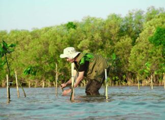 Lakukan Penyulaman, KALLA Tanam 10.000 Bibit Mangrove Hingga Awal 2024