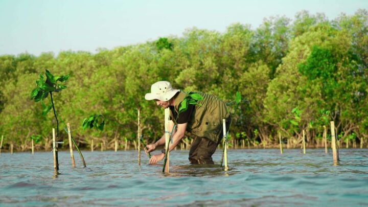Lakukan Penyulaman, KALLA Tanam 10.000 Bibit Mangrove Hingga Awal 2024 Kalla