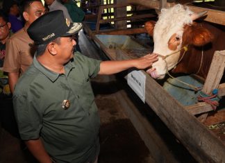 Pj Gubernur Sulsel Serius Tingkatkan Produksi Ternak, Inseminasi Buatan Juga Dilakukan di Sidrap dan Barru