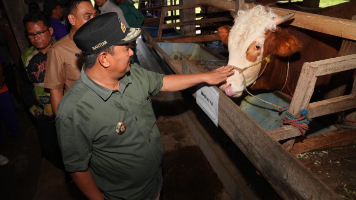 Pj Gubernur Sulsel Serius Tingkatkan Produksi Ternak, Inseminasi Buatan Juga Dilakukan di Sidrap dan Barru Pemprov Sulsel