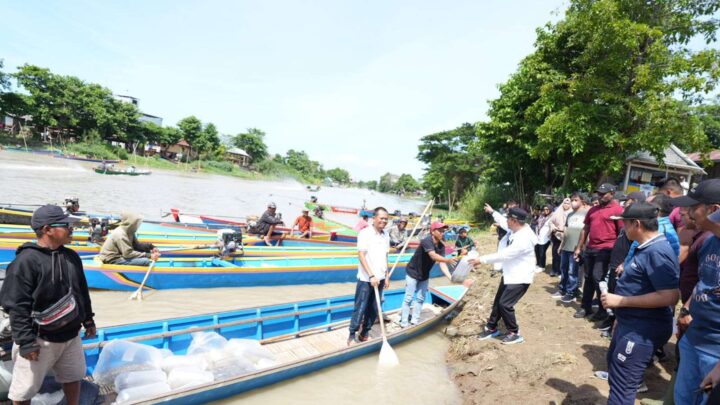 1 Juta 10 Ribu Benih Ikan Ditebar di Danau Tempe, Program Ketahanan Pangan Pj Gubernur Sulsel 1 juta