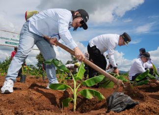 Pemprov Sulsel Bersama Great Giant Foods Teken MoU Budidaya Pisang Cavendish