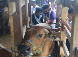 Gubernur Sulsel Lakukan Program Inseminasi Buatan di Bone, Harap Program Sampai ke Masyarakat
