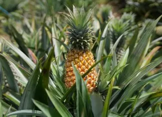Pj Gubernur Ingin Jadikan Sulsel Jadi Penghasil Nanas dan Menjadi Komuditi Ekspor