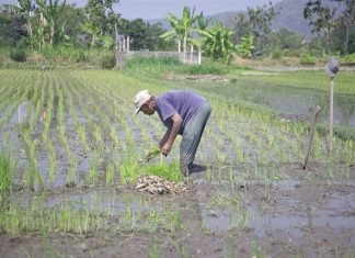 Pemerintah Daerah Aceh dan Petani Sambut Gembira serta Terimakasih atas Tambahan Alokasi Pupuk Subsidi