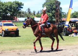 Kontes Kuda Patta'ba Meriahkan Hari Jadi Jeneponto Ke-161, 4 Kecamatan Tak Ikut