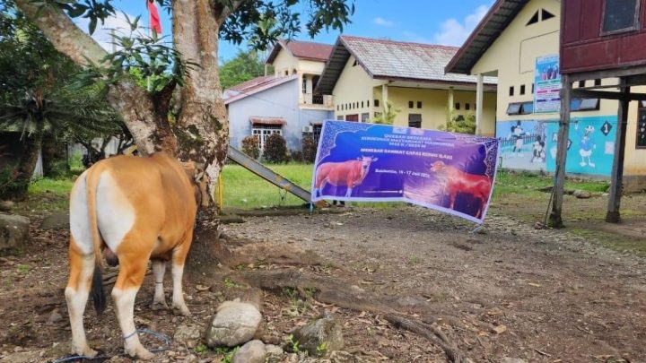 Pererat Silaturahmi, DPP Kerukunan Masyarakat Bulukumba Kurban 13 Ekor Sapi di Kampung Halaman km bulukumba
