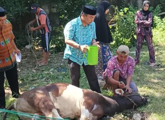 DPC PPP Jeneponto Qurban Sapi, Warga Sebut Selalu Hadir Membantu Warga Kurang Mampu