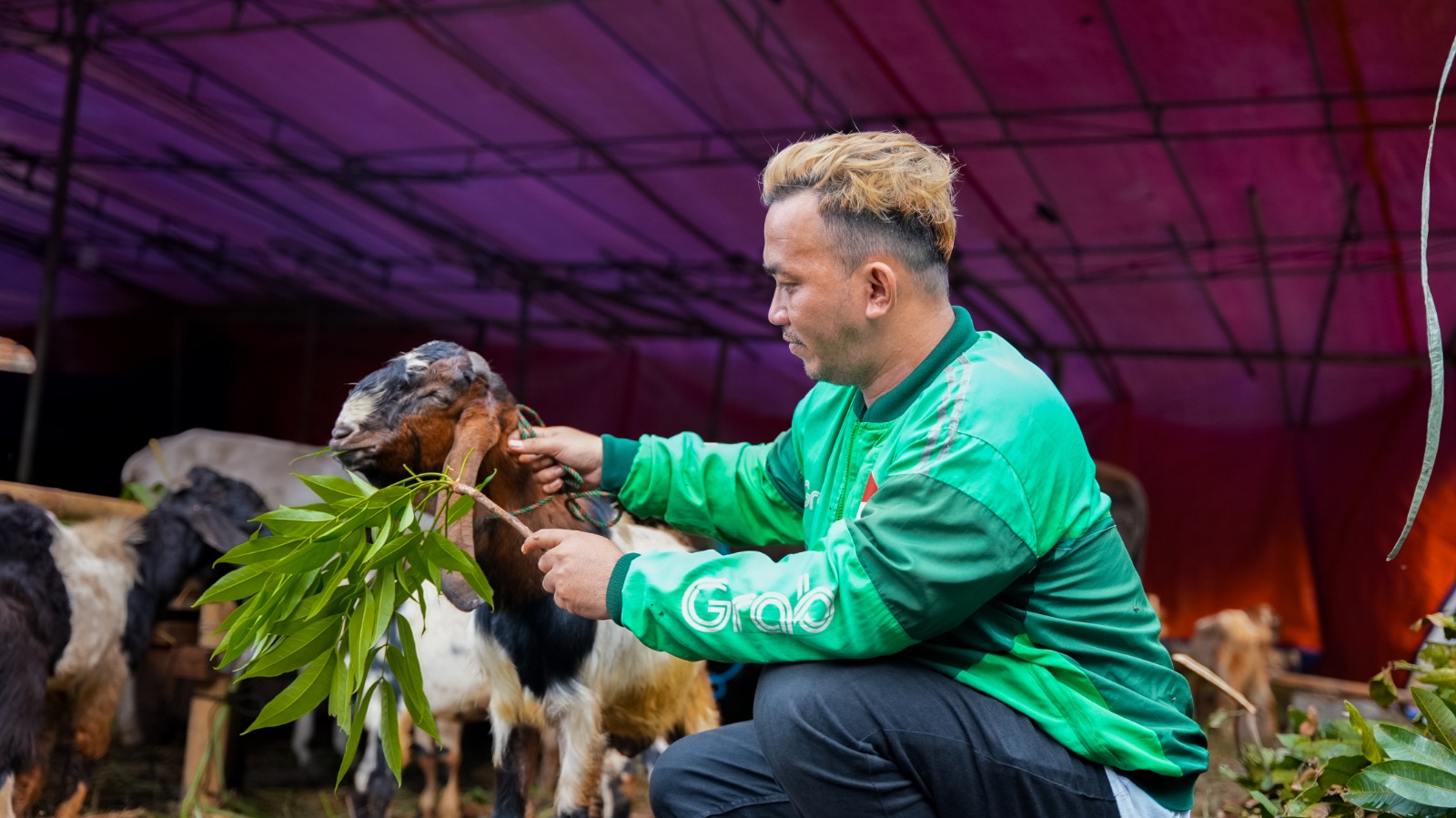 Grab dan OVO Sumbang Empat Sapi Limosin dan Puluhan Kambing untuk Masyarakat dan Mitra Pengemudi