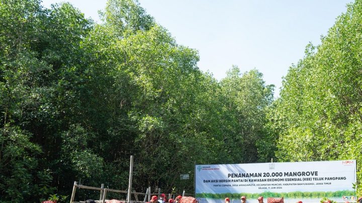 Hari Lingkungan Hidup Seduia, Yayasan AHM Tanam Puluhan Ribu Pohon Mangrove yayasan AHM