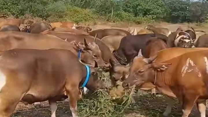 Idul Adha 1445 Hijriah, Kapolres Jeneponto dan Jajarannya Bakal Qurban 50 Ekor Sapi Idul Adha