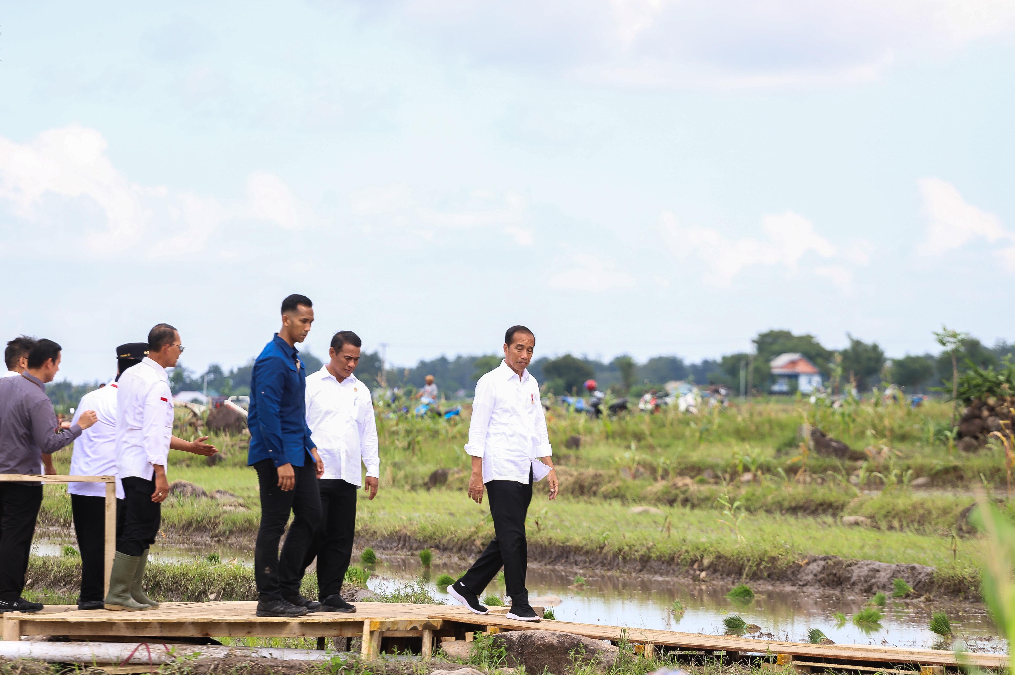 Presiden Jokowi dan Mentan Optimis Produksi Beras Nasional Meningkat