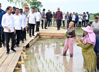Presiden Jokowi dan Mentan Optimis Produksi Beras Nasional Meningkat