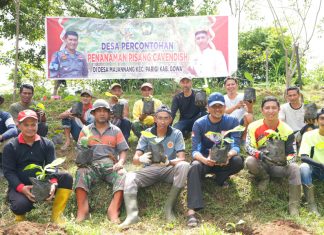 Diinisiasi Pj Gubernur Sulsel Bahtiar, Warga Gowa Komitmen Budidaya Pisang Cavendish