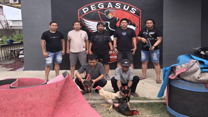 Dua Pelaku Judi Sabung Ayam Diamankan Resmob Polres Jeneponto Dua Pelaku Judi