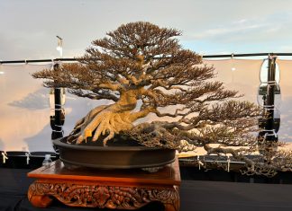 Pameran bonsai