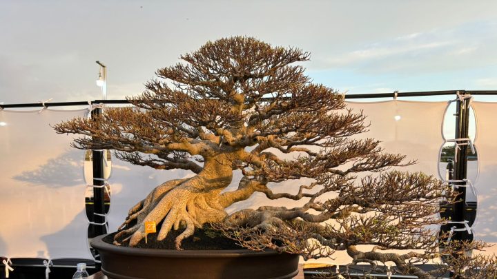 Pameran bonsai