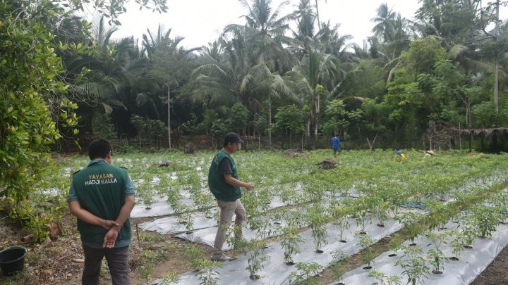 LAZ Hadji Kalla Tingkatkan Ekonomi dan Pemberdayaan Sosial di Desa-Desa Pelosok Donggala Laz Hadji Kalla