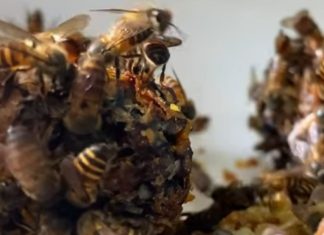 Kaimuddin dan Roemank Madu: Dari Rasa Penasaran ke Pemberdayaan Petani