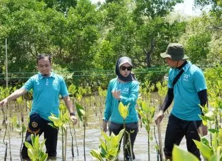 Aksi Lanjutan Program Carbon Offset, KALLA dan Nelayan Lokal Tanam Ribuan Bibit Mangrove di Kabupaten Pangkep