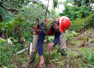 Hijaukan Bumi, Terangi Masa Depan: Aksi PLN IP UBP Tello untuk Net Zero Emission