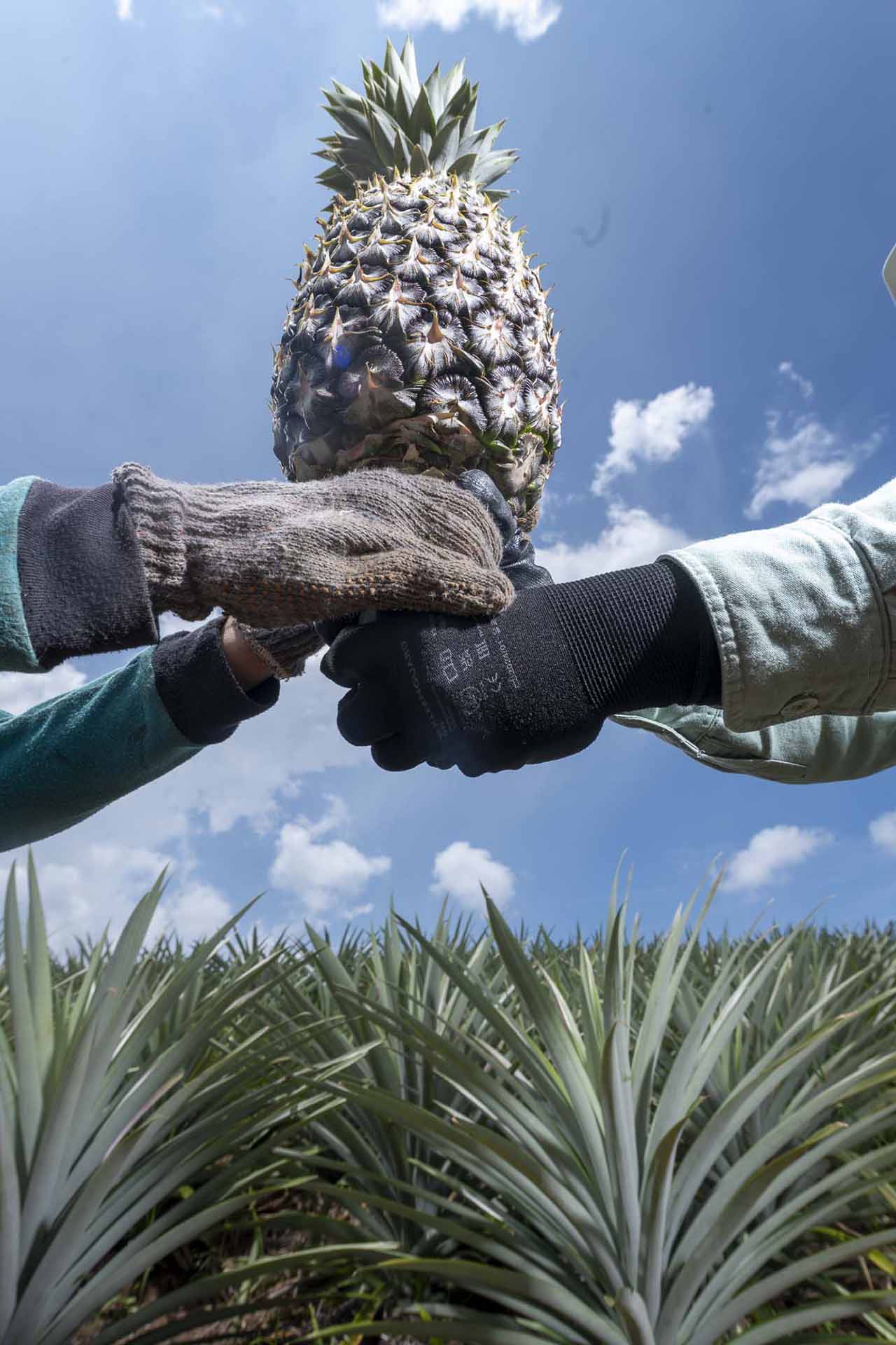 ‘Nanas di Atas Batu’, Cerita Masyarakat di Tabarano Ubah Lahan Kritis Jadi Agrowisata Nanas di Wasuponda