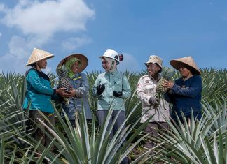 'Nanas di Atas Batu', Cerita Masyarakat di Tabarano Ubah Lahan Kritis Jadi Agrowisata Nanas di Wasuponda