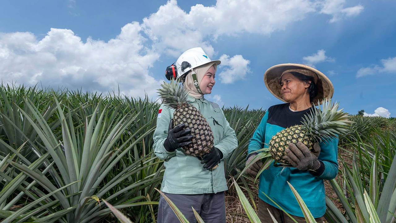 ‘Nanas di Atas Batu’, Cerita Masyarakat di Tabarano Ubah Lahan Kritis Jadi Agrowisata Nanas di Wasuponda