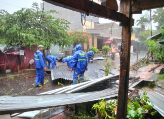 pohon tumbang di Bulukumba