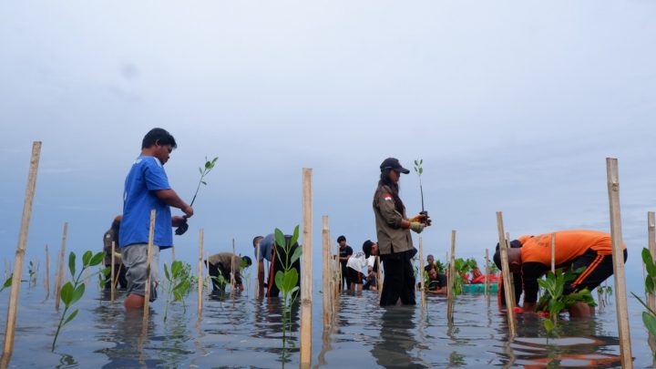 Jaga Masa Depan Pesisir, LAZ Hadji Kalla Dukung Penanaman Ribuan Mangrove di Majene laz kalla