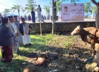 Bupati Andi Utta Terima Simbolis 14 Sapi Kurban dari Kerukunan Masyarakat Bulukumba