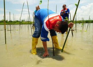 Pertamina Patra Niaga Sulawesi Tanam 1.000 Bibit Mangrove di Cagar Alam Panua
