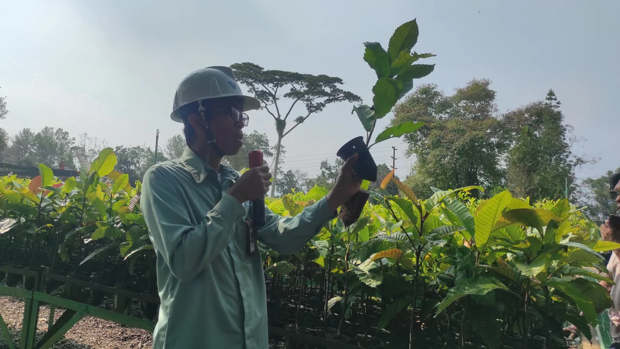 Pohon Dengen yang Rimbun dan Usaha Mulia PT Vale Menjaga Keanekaragaman Hayati