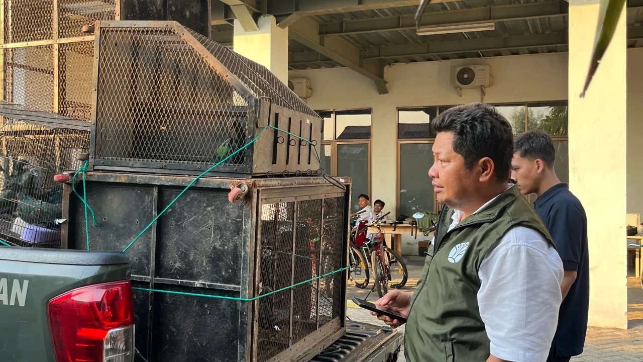 Gakkum Kehutanan Ungkap Perdagangan Satwa Dilindungi di Gowa, 48 Burung Junai Emas Diamankan