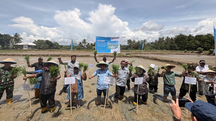 PT Vale Bangun Kolaborasi \'Padi Berkelanjutan\' untuk Transformasi Pertanian Berbasis Inovasi PT Vale Indonesia