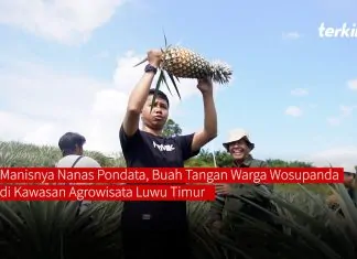 Manisnya Nanas Pondata, Buah Tangan Warga Wosupanda di Kawasan Agrowisata Luwu Timur